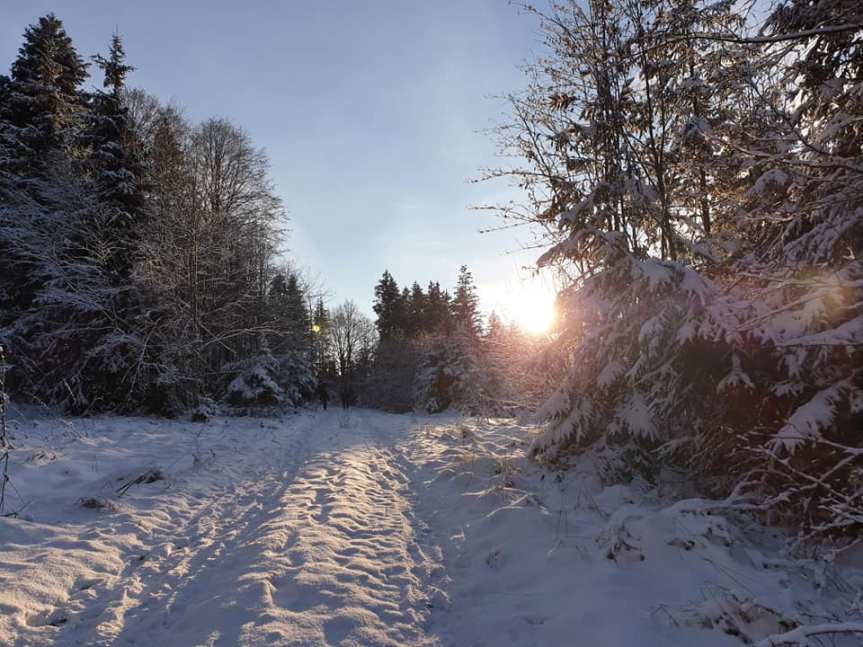 Im Winterwald, Voralpenland